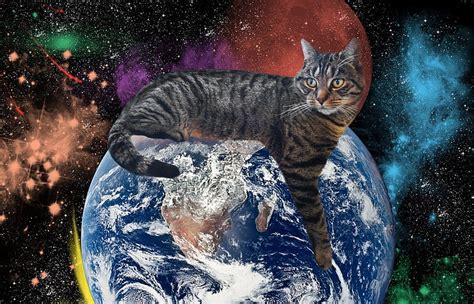 今までありがとうございました 英語 - そして、なぜ猫は宇宙を支配するのか？